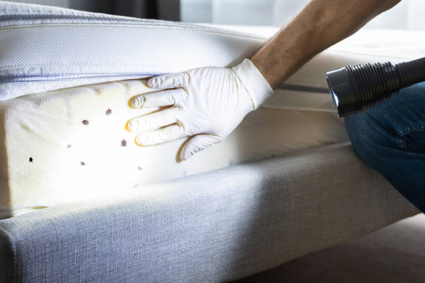 Best Affordable Pest Control Services  in Mountain House, CA