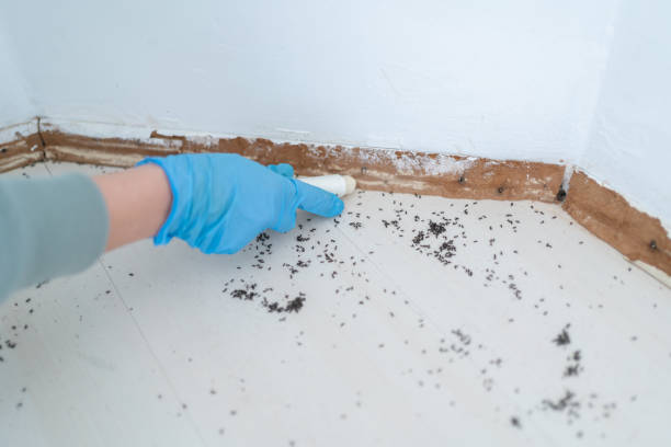 Best Mosquito Control Services  in Mountain House, CA